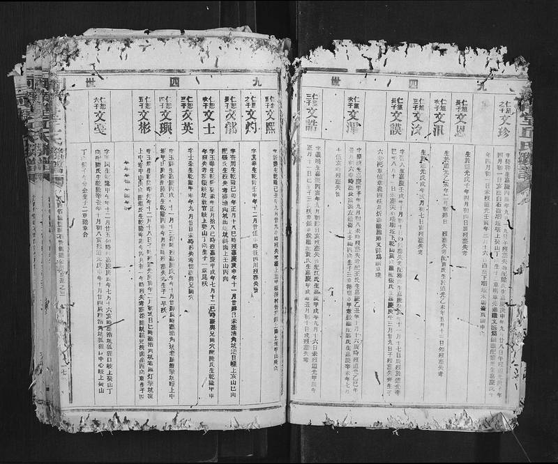 族谱预览