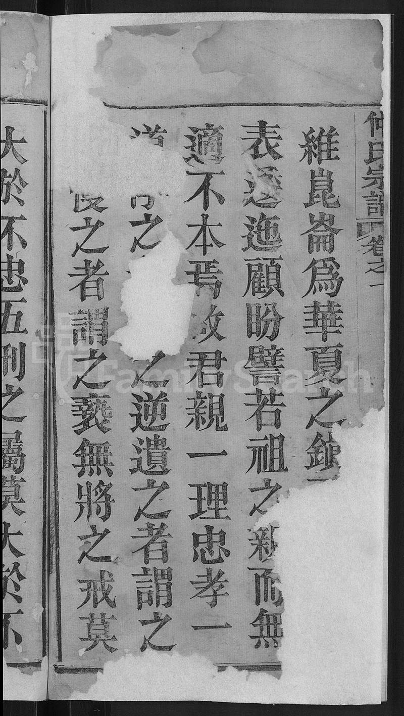 族谱预览