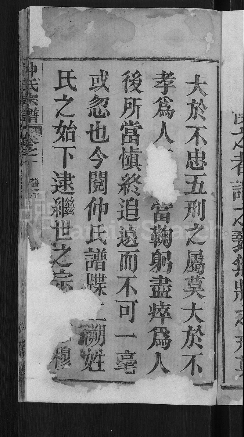 族谱预览