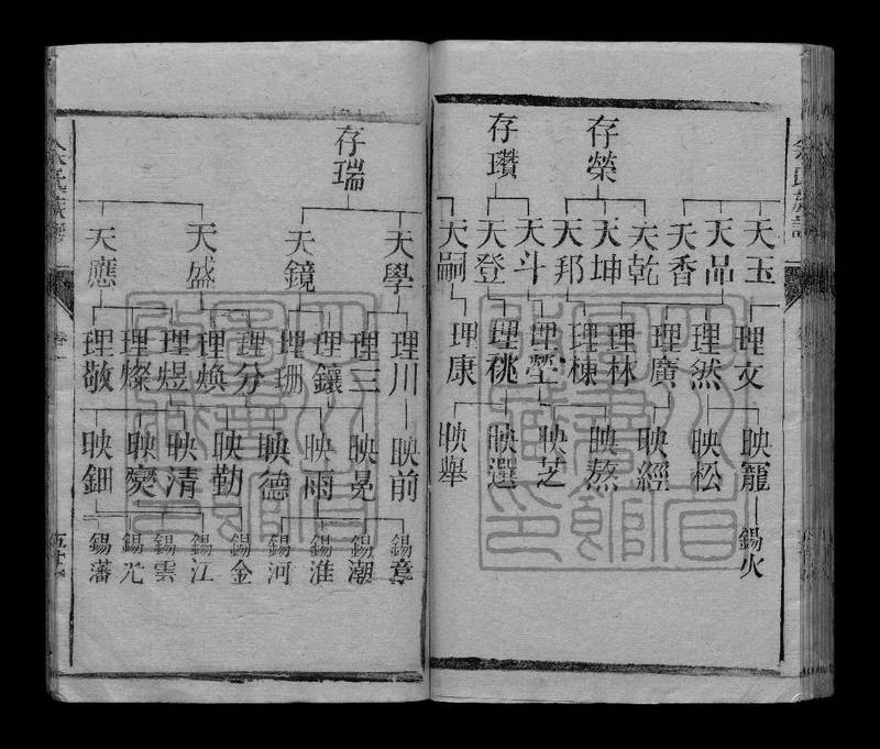 族谱预览